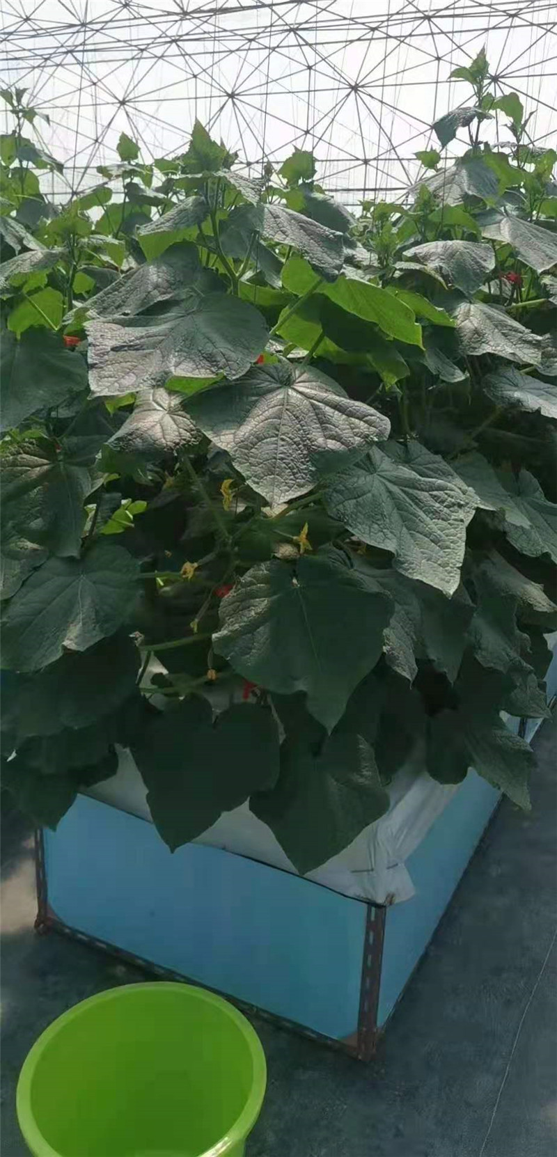 霧培黃瓜(圖3)