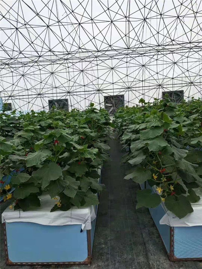霧培黃瓜(圖8)