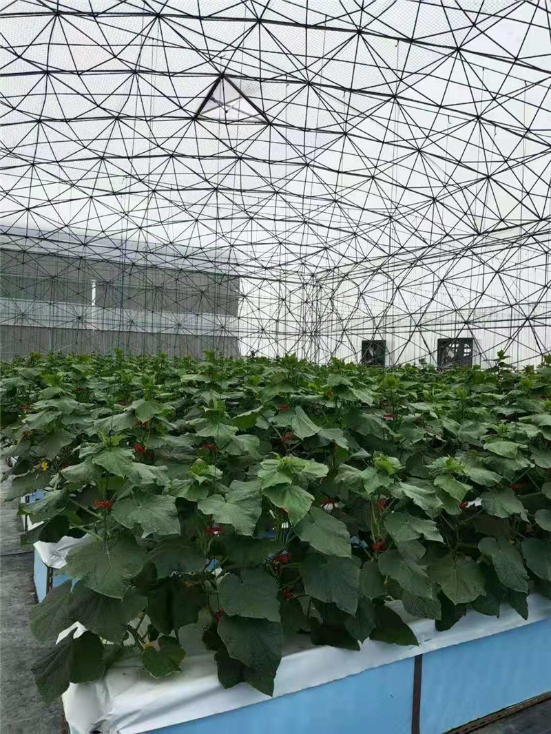 霧培黃瓜(圖6)