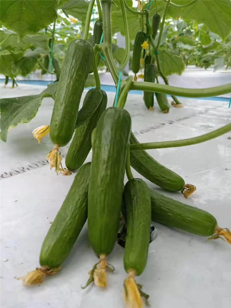 霧培黃瓜(圖5)